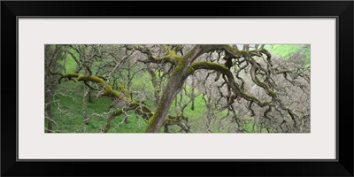 California, Black oak tree in the tropical forest