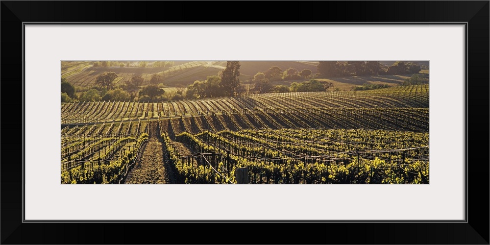 Panoramic photo on canvas of a vineyard on rolling hills with warm sunlight draping over the landscape.