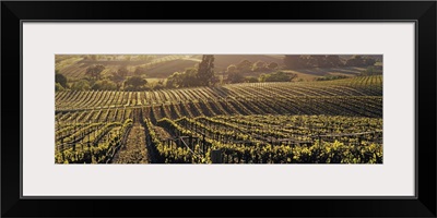 California, Careros Valley, Aerial view of rows crop in a vineyard