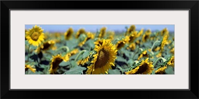 California, Central Valley, Field of sunflowers