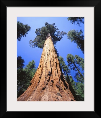 California, Giant sequoia