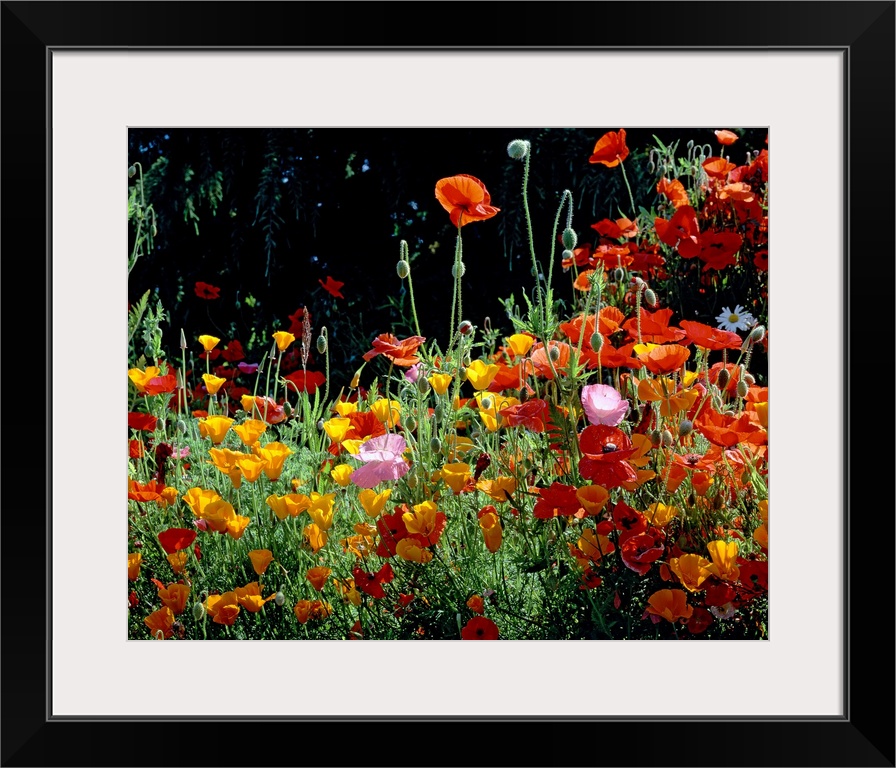 Close up photograph of poppies growing on the west coast.