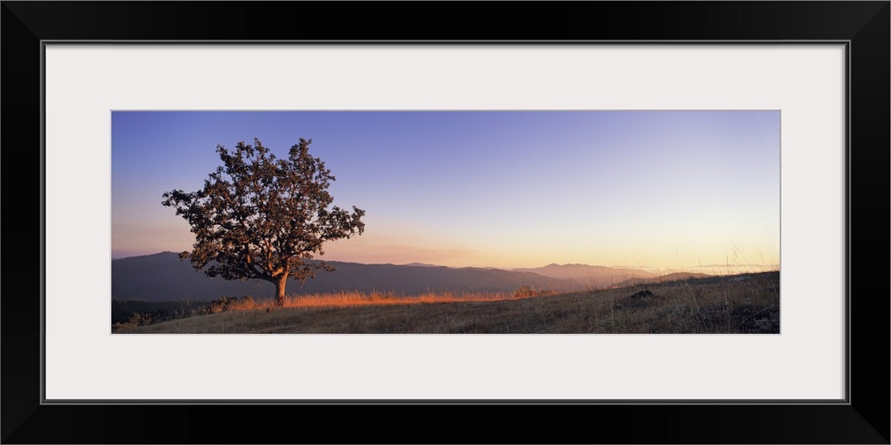 California, Humboldt Country, View of a lone Oak tree at dusk