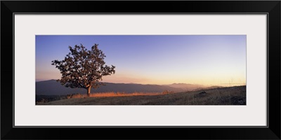 California, Humboldt Country, View of a lone Oak tree at dusk