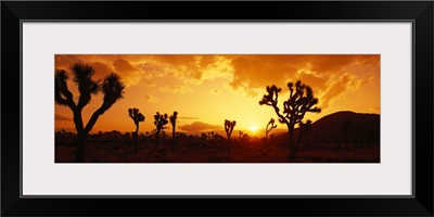 California, Joshua Tree Park, sunset