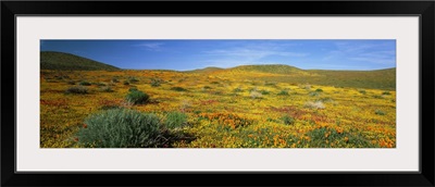 California, Mojave Desert, Antelope Valley, View of blossoms in a Poppy Reserve