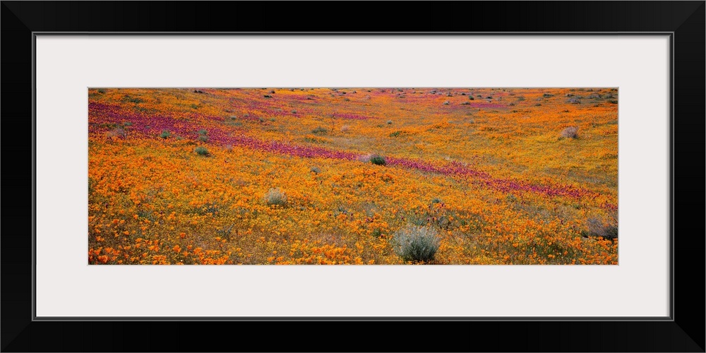 California, Mojave Desert, Poppy Reserve, View of blossoms in Antelope Valley