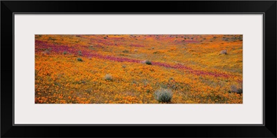 California, Mojave Desert, Poppy Reserve, View of blossoms in Antelope Valley