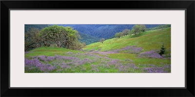California, Oregon, Hills with lupine and oak