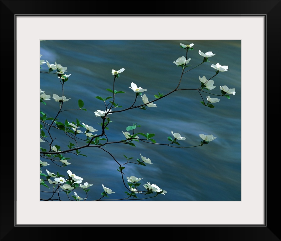 This photographic wall art for the home or office captures west coast floral blossoms on tree branch in spring.
