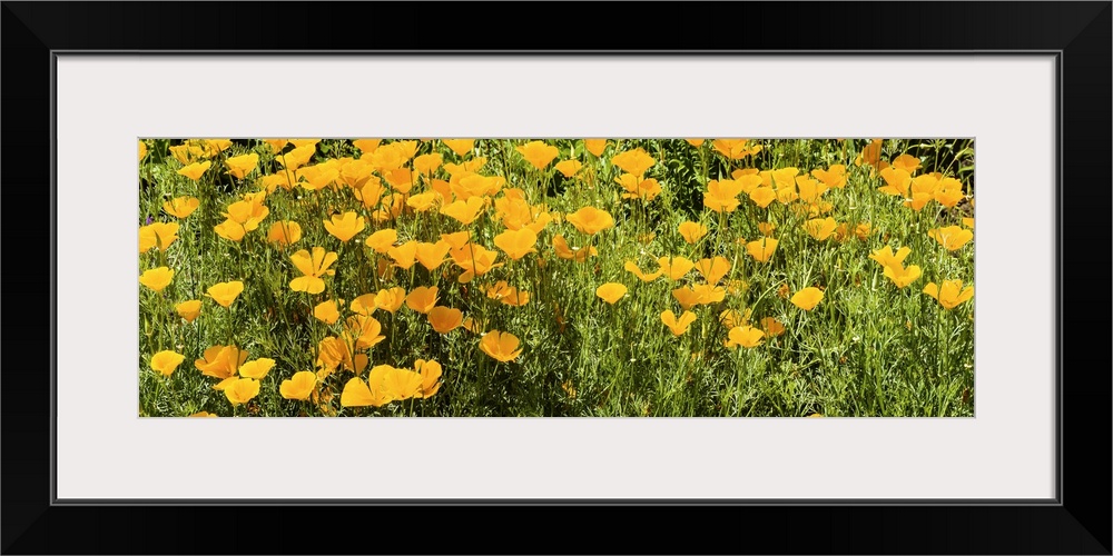 California poppies in bloom