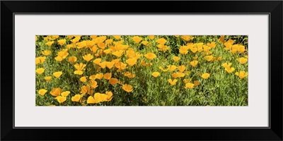 California poppies in bloom