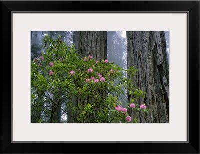 California, Redwood trees and rhododendron