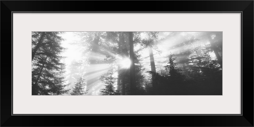 Black-and-white panoramic photo of sunlight shining through the trees in the Redwood forest in California.