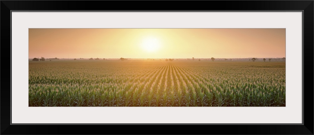 A panoramic photograph of farmland filled with corn growing in straight rows.