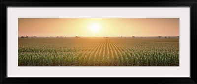 California, Sacramento County, View of the corn field during sunrise