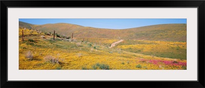 California, View of a road running through fields