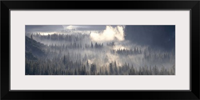 California, Yosemite National Park, Fog over the forest