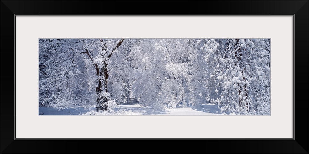 California, Yosemite National Park, forest, winter