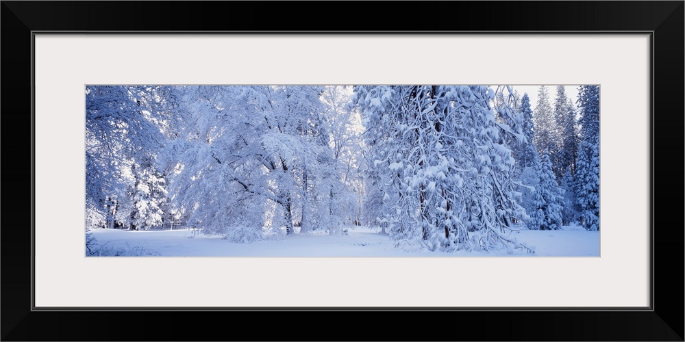 California, Yosemite National Park, forest, winter