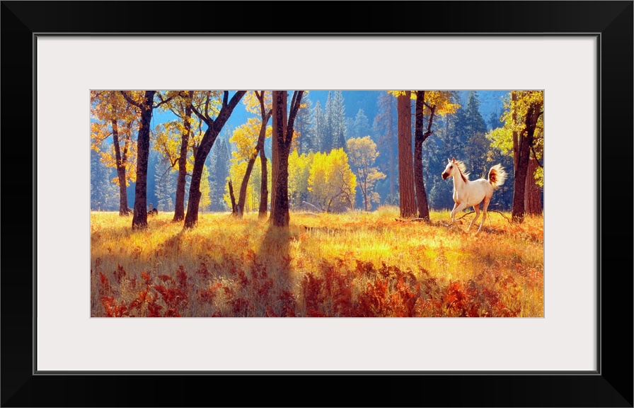 Panoramic photograph shows a horse galloping through an open forest filled with trees and high grass in Yosemite Park with...