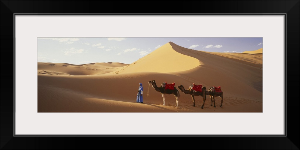 Camels in Desert Morocco Africa