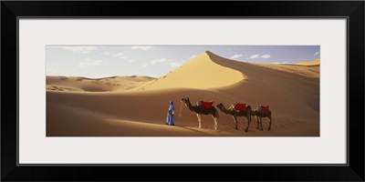 Camels in Desert Morocco Africa