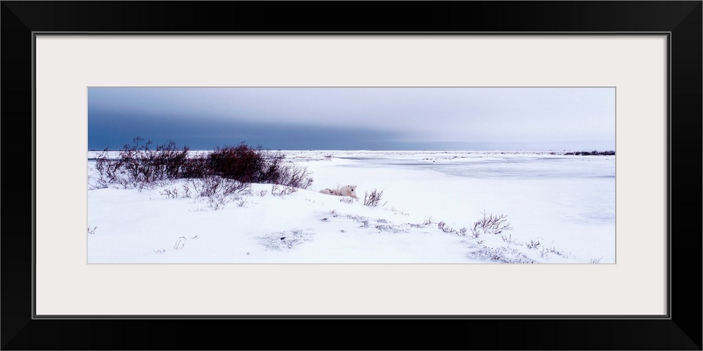 Canada, Manitoba, View of resting Polar Bears in the snow