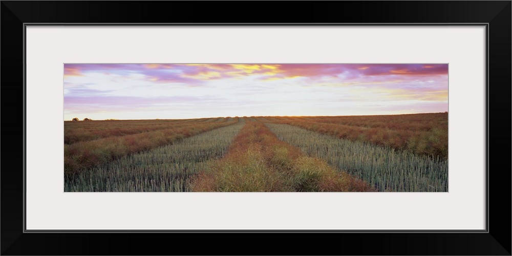 Canola crop in a field, Edmonton, Alberta, Canada