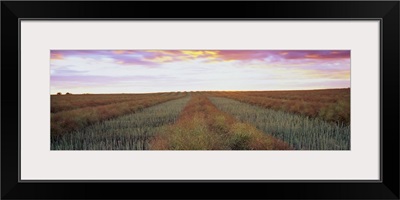 Canola crop in a field, Edmonton, Alberta, Canada