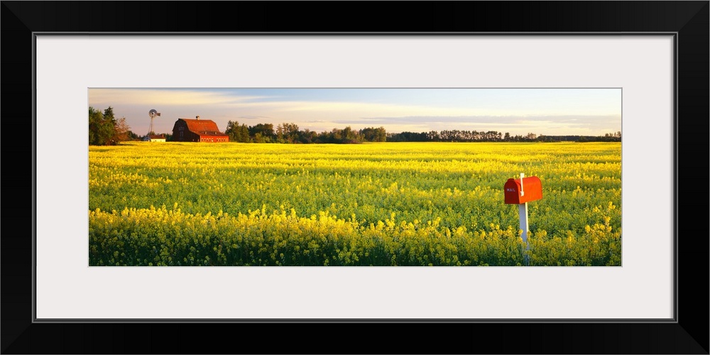 Panoramic photograph of a golden canola field with a mailbox in the foreground, a barn, windmill and tree line on the dist...