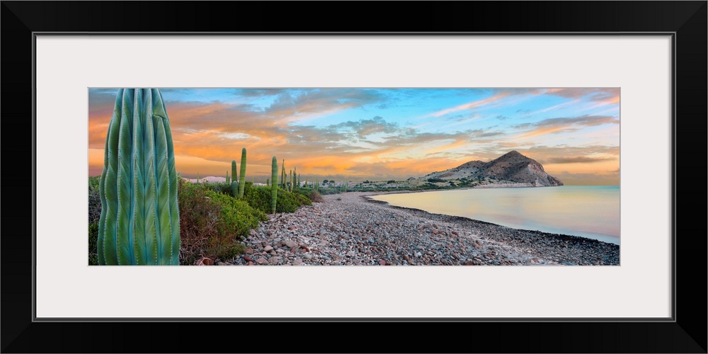 Cardon cacti line along the coast, Bay of Concepcion, Sea of Cortez, Mulege, Baja California Sur, Mexico.