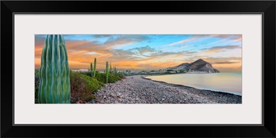 Cardon cacti line along the coast, Bay of Concepcion, Baja California Sur, Mexico