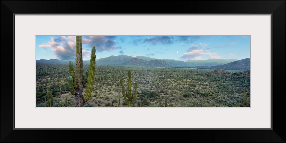 Cardon cactus in Forest just north of Mulege, Baja California Sur, Mexico.