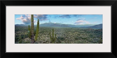 Cardon cactus in Forest just north of Mulege, Baja California Sur, Mexico