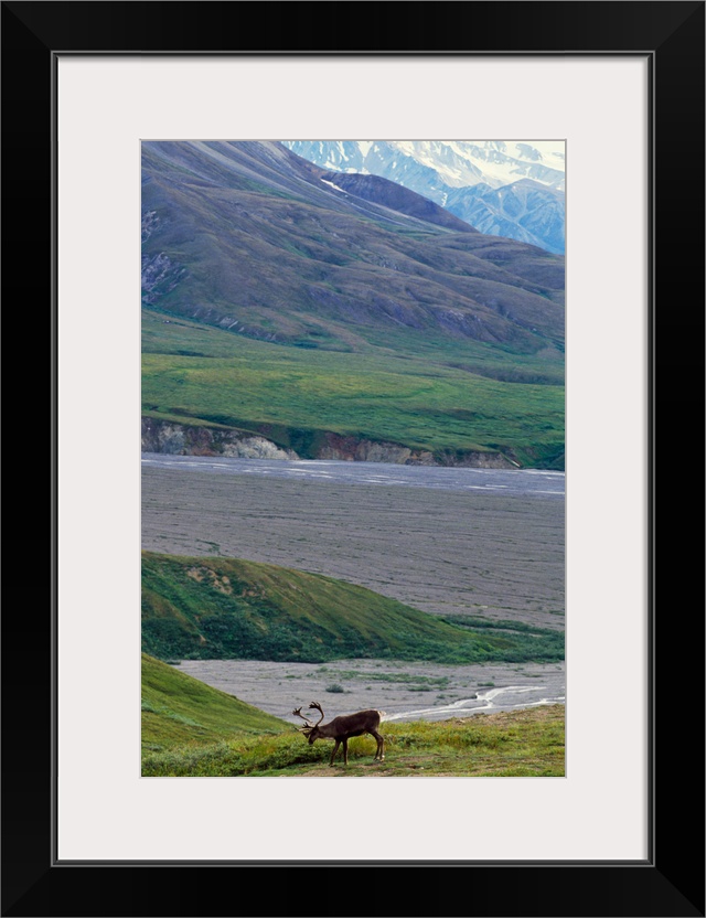 Caribou (Rangifer caribou) on arctic tundra, Denali National Park, Alaska