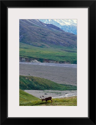 Caribou (Rangifer caribou) on arctic tundra, Denali National Park, Alaska