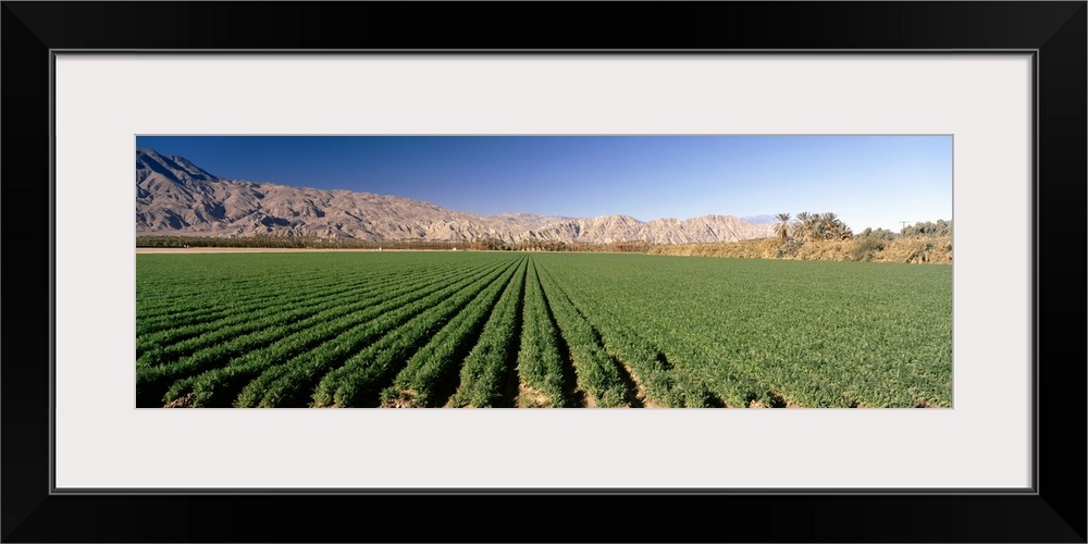 Carrot crops in a field, Indio, Coachella Valley, Riverside County, California,