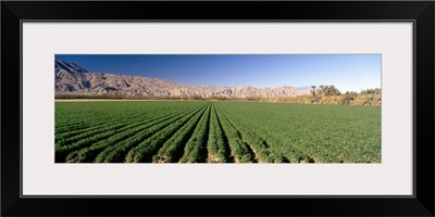 Carrot crops in a field, Indio, Coachella Valley, Riverside County, California,