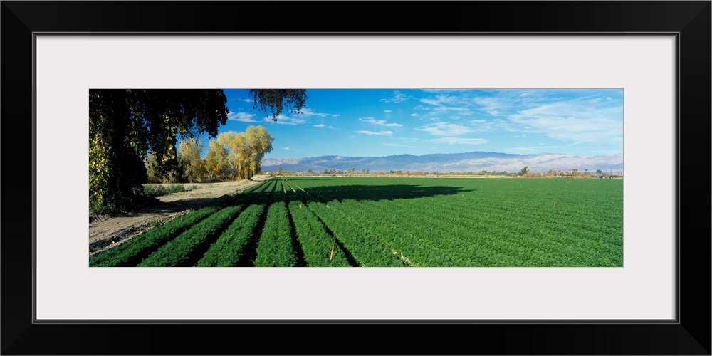 Carrot Field Indio Coachella Valley CA