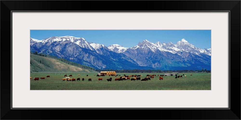 Cattle and Teton Range Jackson Hole WY