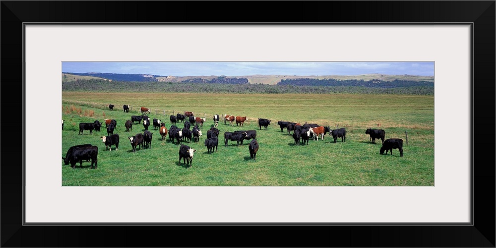 Cattle Graze near Melbourne Victoria Australia