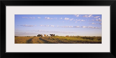 Cattle grazing in a field, Kansas