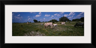 Cattle grazing in the field, Texas Longhorn cattle, Y.O. Ranch, Texas