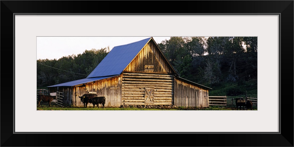 Large, horizontal photograph of several cattle grazing in front of an old barn, a dense tree line in the background.