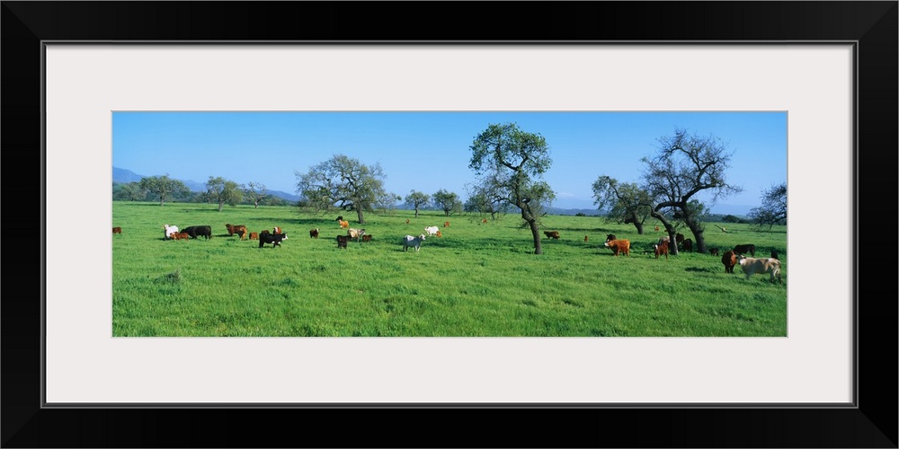 Cattle in Spring Pasture Santa Ynez Valley CA