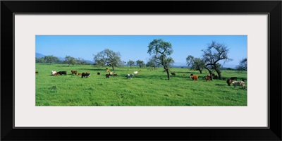 Cattle in Spring Pasture Santa Ynez Valley CA