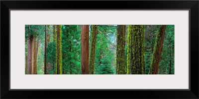 Cedars and Pines Yosemite National Park CA