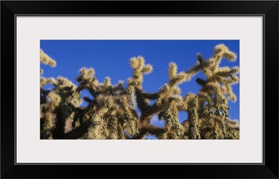 Chainfruit Cholla Cactus Saguaro National Park AZ
