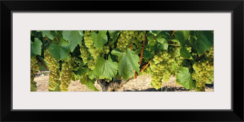 Panoramic shaped wall art for wine aficionados, wine shops, or vineyards this long wall hanging is a close up photograph o...